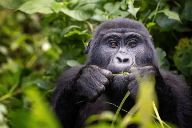 Packing List for Gorilla Trekking in Rwanda
